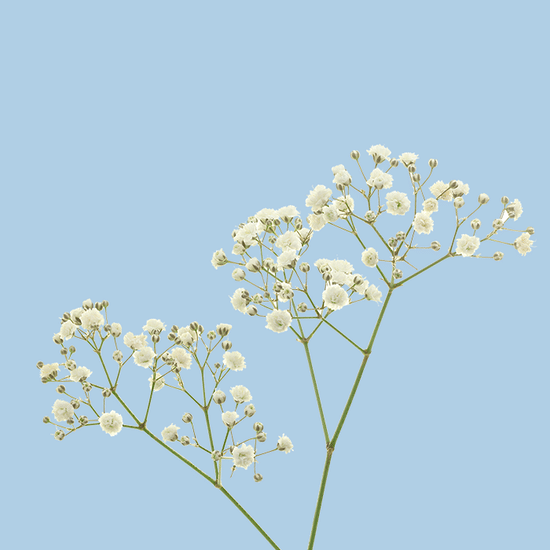 Гипсофила (белая)