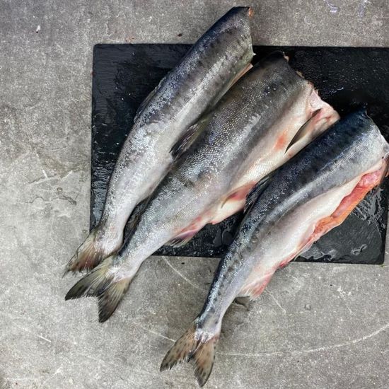 Горбуша потрошеная без головы (свежий вылов)