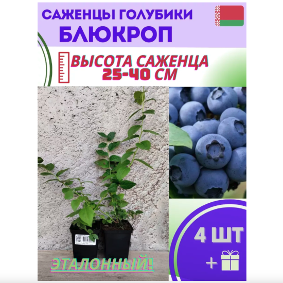 Голубика садовая «Блюкроп»
