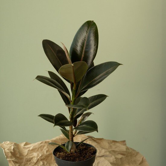 Фикус Мелани