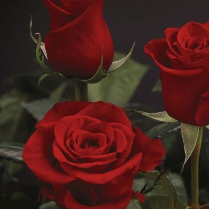 Красная Роза Freedom