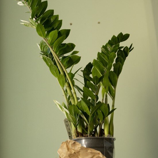 Замиокулькас