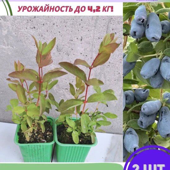 Жимолость садовая «Югана»