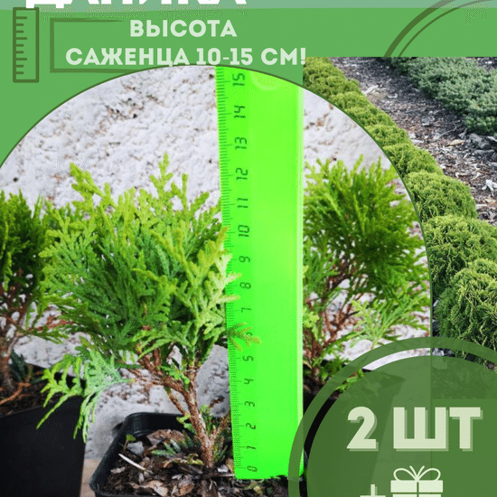 Туя саженец западная шаровидная Даника 2шт (р9)
