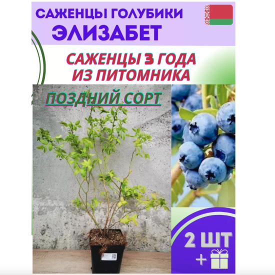 Голубика садовая «Элизабет»