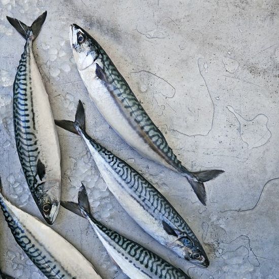 Скумбрия атлантическая неразделанная