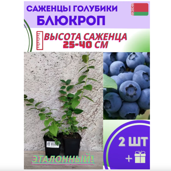Голубика садовая «Блюкроп»