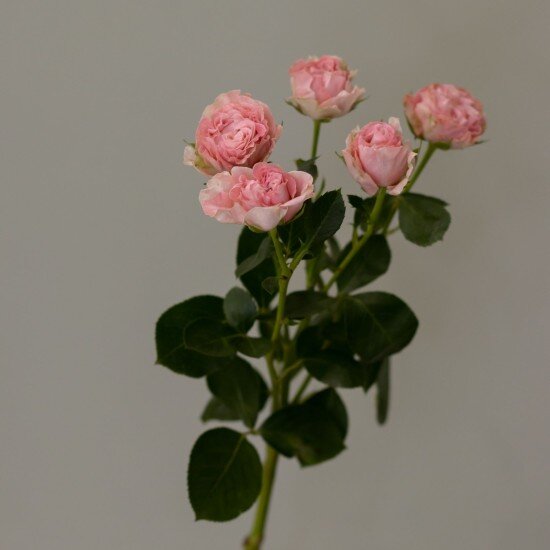 Роза Мадам Бомбастик