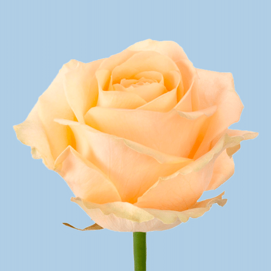 Роза 40 см (Аваланш Пич)