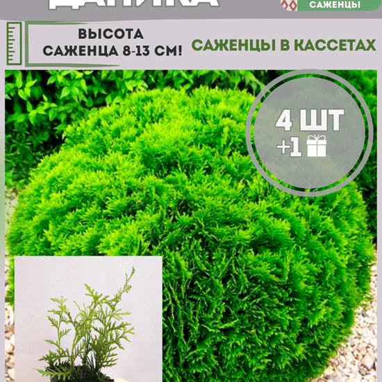 Туя саженец западная шаровидная Даника 4 шт (кассета)