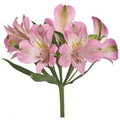 Альстромерия розовая