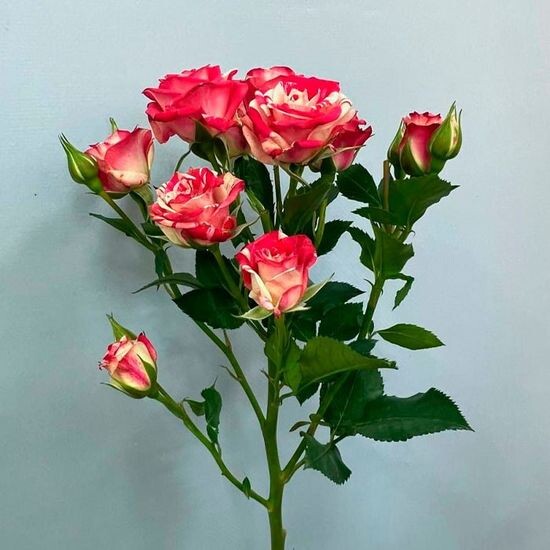 Роза кустовая (бело-красная)