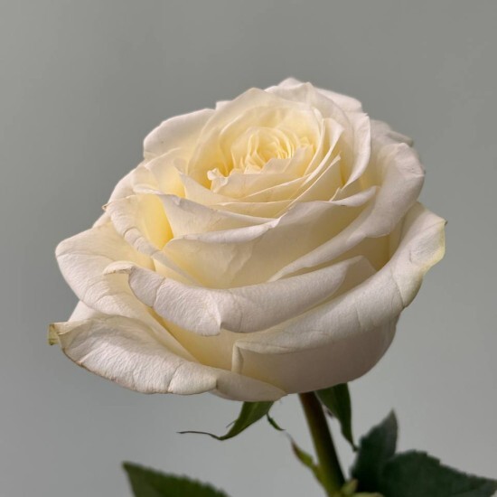 Роза «Кенди Лайт»