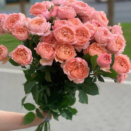 Роза пионовидная 9 веток