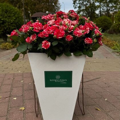 21 кустовая фаервокс в коробке с аква боксом