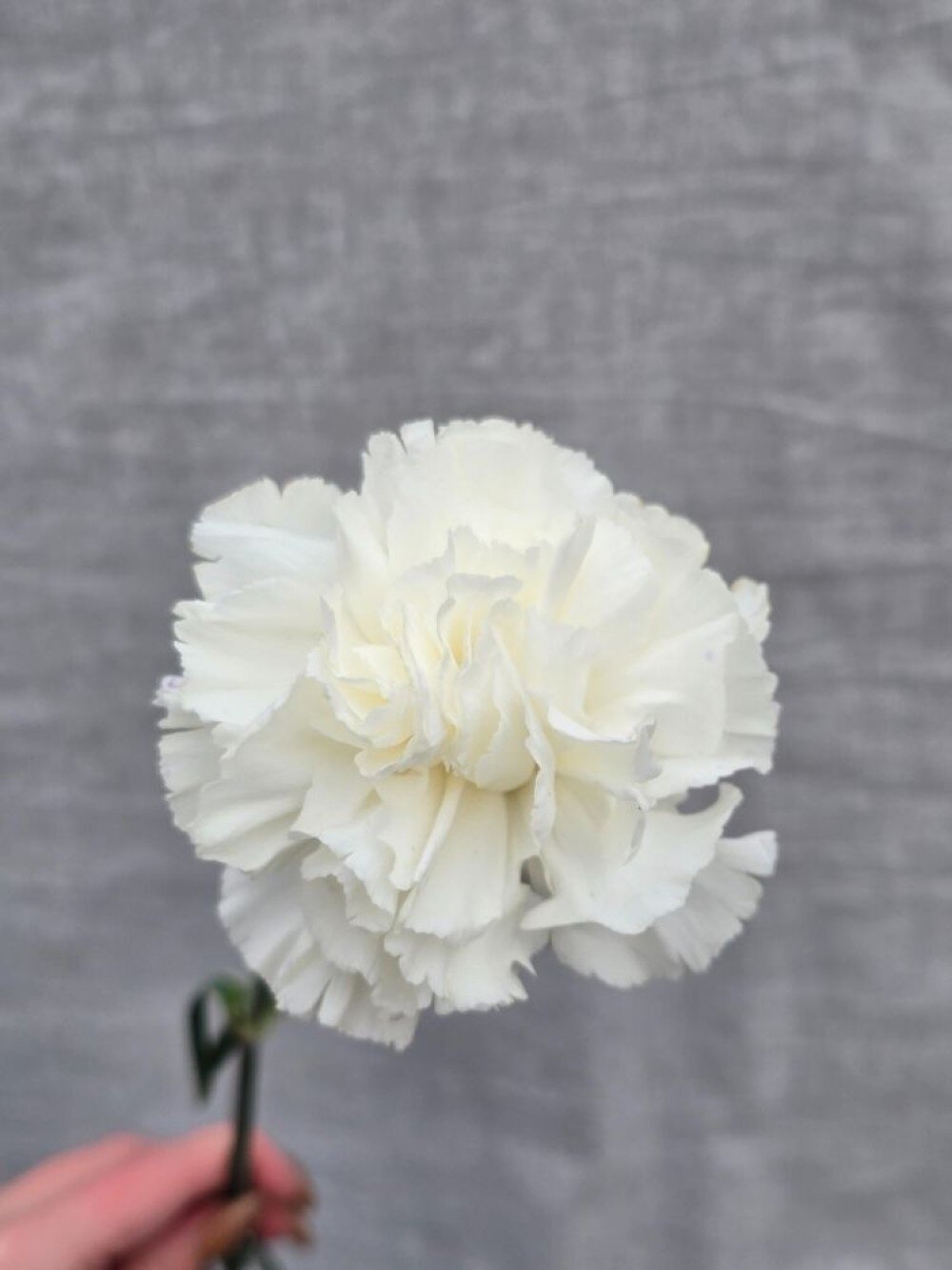 Гвоздика Белая