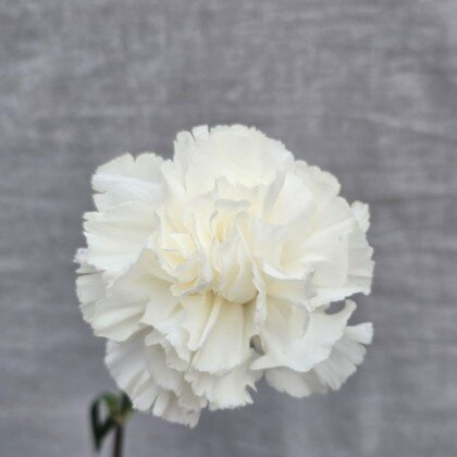 Гвоздика Белая