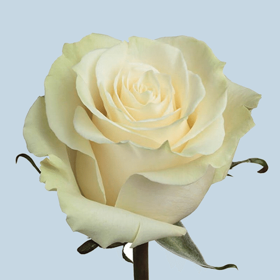 Белая роза 60 см (Эквадор)