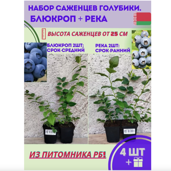 Набор саженец голубики «Блюкроп» и «Река»