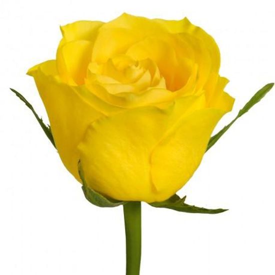 Роза 40 см (жёлтая)