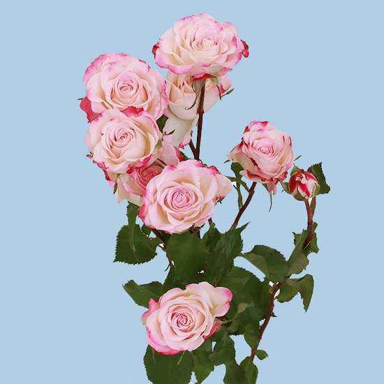 Роза кустовая (бело-розовая)