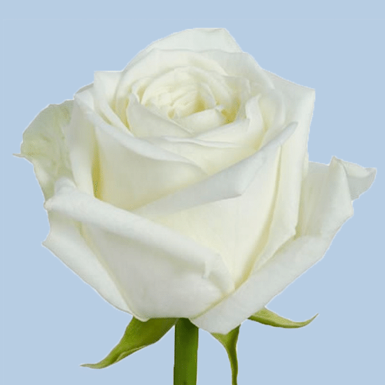 Роза 50 см (белая)