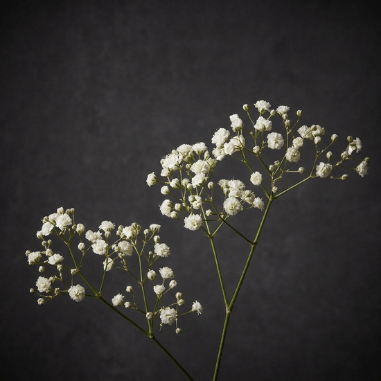 Гипсофила (белая)