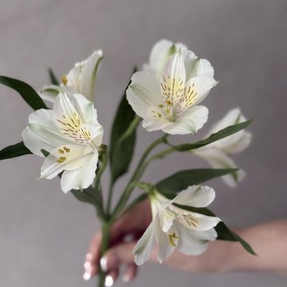 Альстромерия белая и цветная