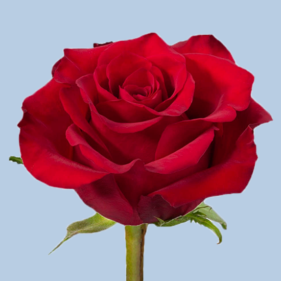 Роза 40 см (красная)