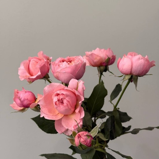 Роза «Джульетта»