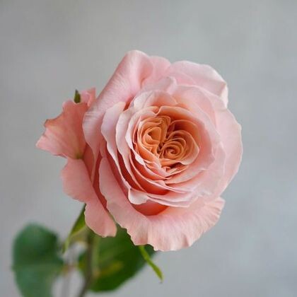 Роза Shimmer 60 см