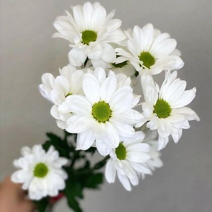 Хризантема ромашковая