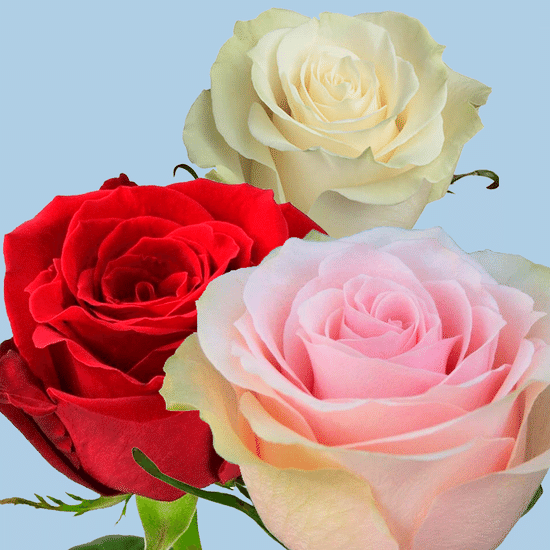 Роза 50 см (Эквадор в ассортименте)