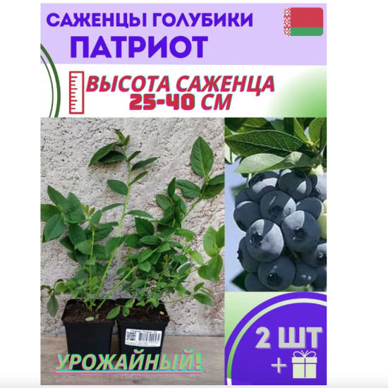 Голубика садовая «Патриот»
