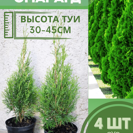Туя саженец западная конусовидная Смарагд  4 шт (с2)