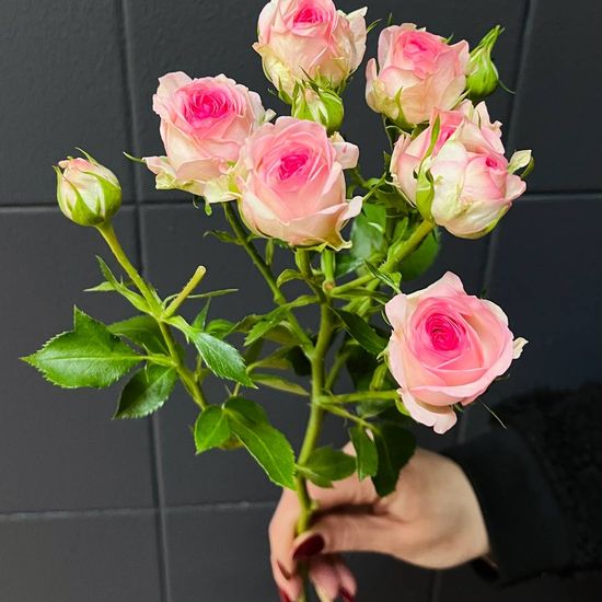 Роза кустовая (розовая Princess)