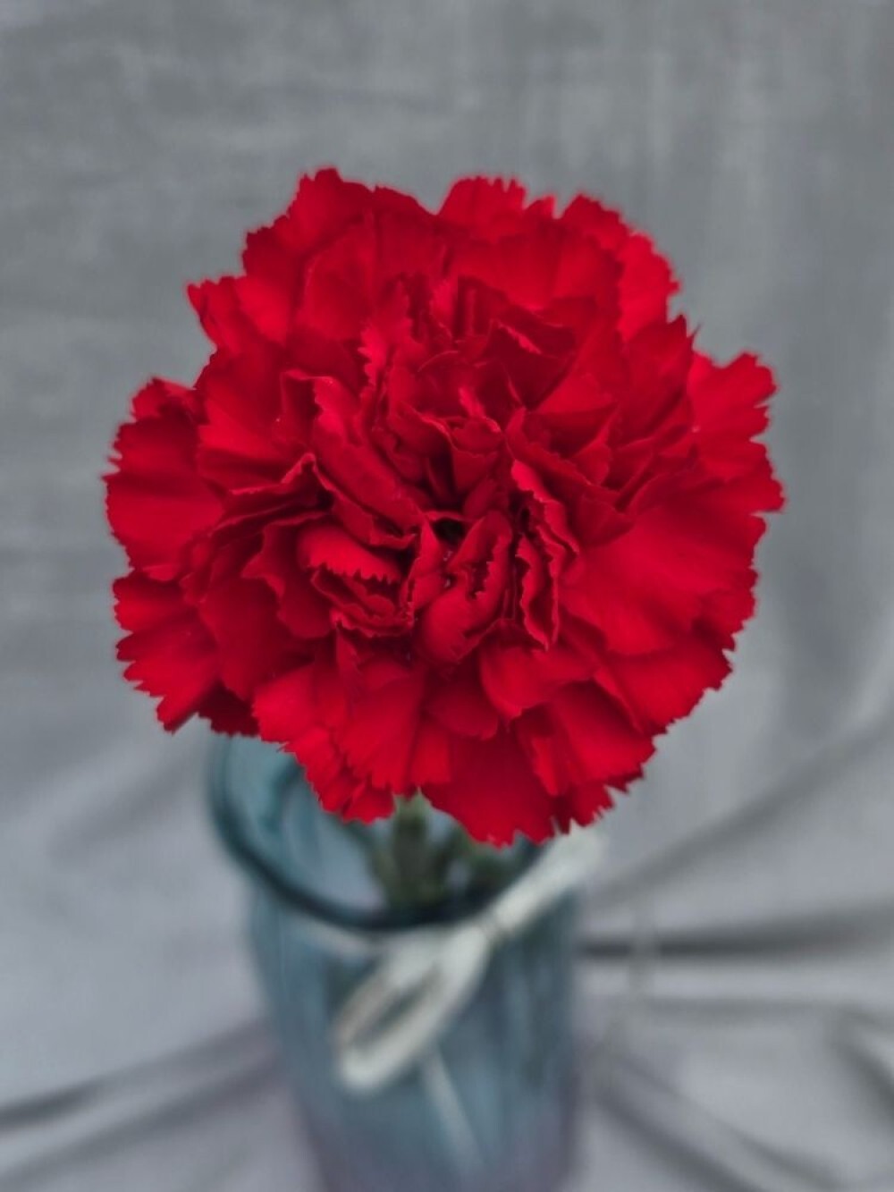 Гвоздика Красная