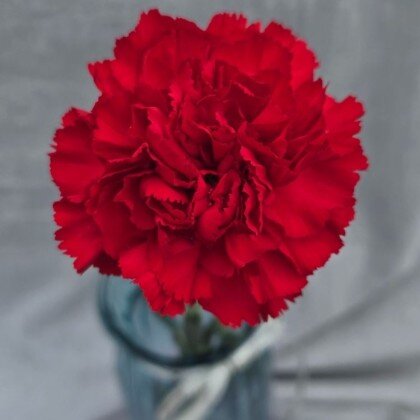 Гвоздика Красная