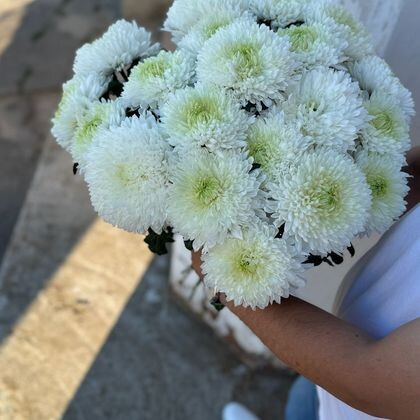 21 хризантема магнум