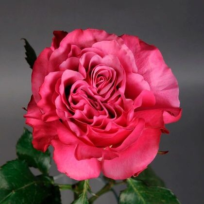 Пионовидная роза Country Blues