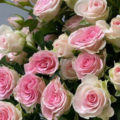 Роза кустовая нежная пышная