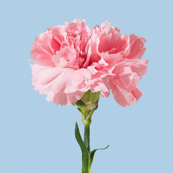 Диантус (розовый)