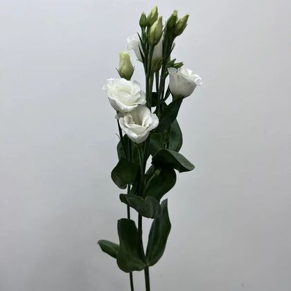 Эустома белая