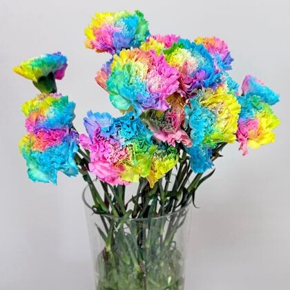 Радужные диантусы