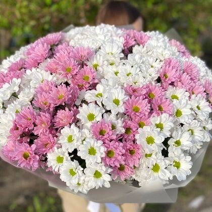 27 ромашковых хризантем в упаковке