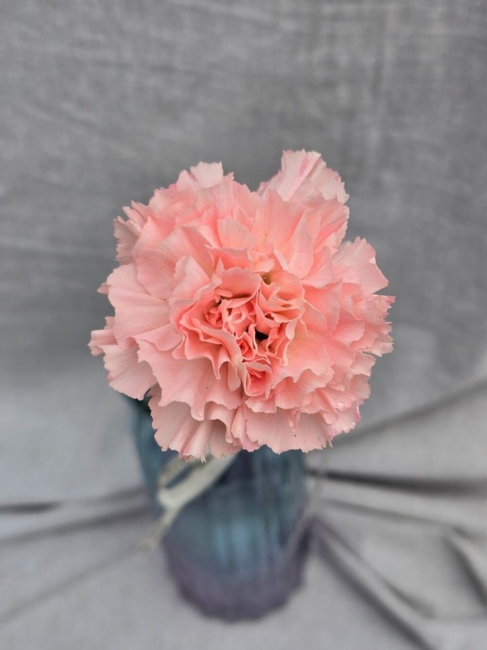 Гвоздика Розовая