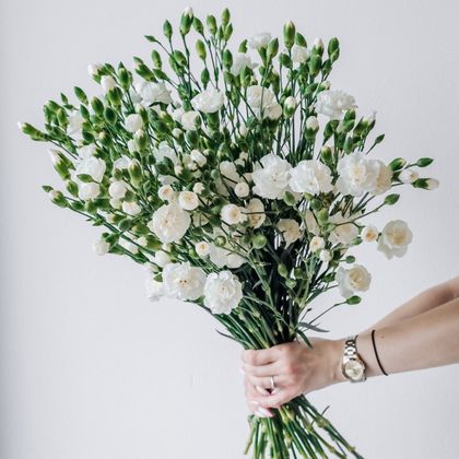 Кустовые диантусы