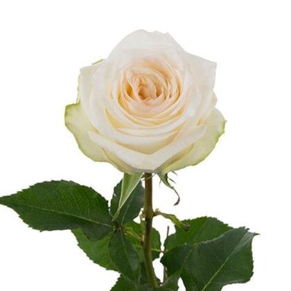 Пионовидная роза Candlelight