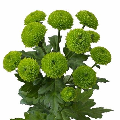 Хризантема код Грин