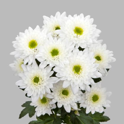 Хризантема белая